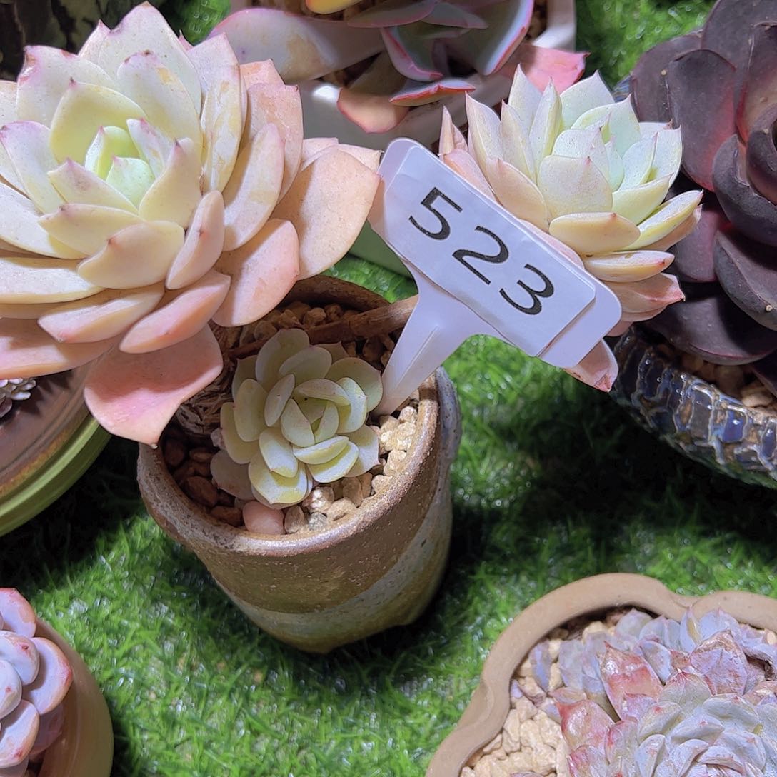 嘉*523恋曲19.8元友