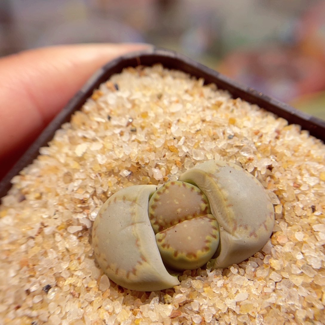 140. 77864676575786657