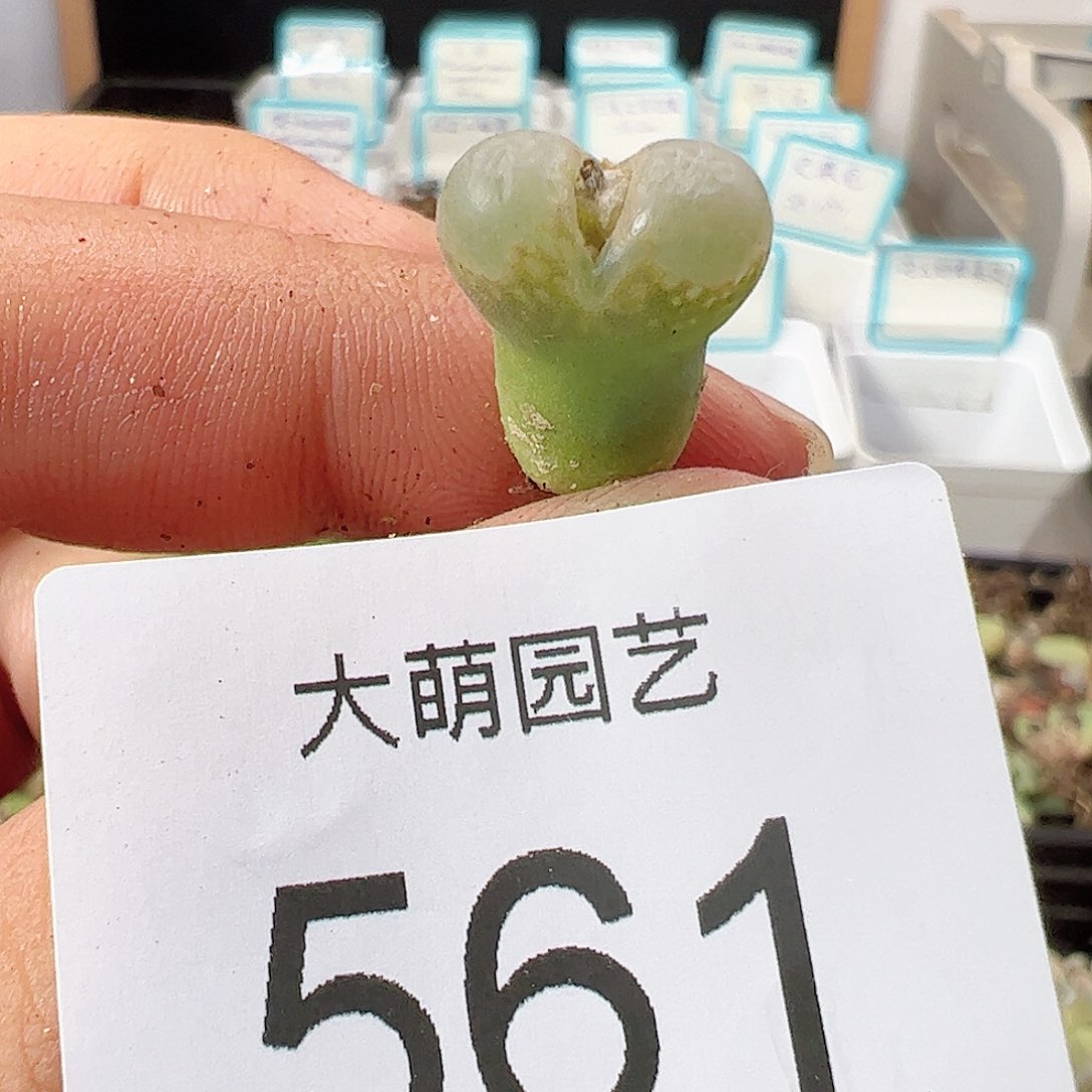 0000561 帕法德一物一拍……