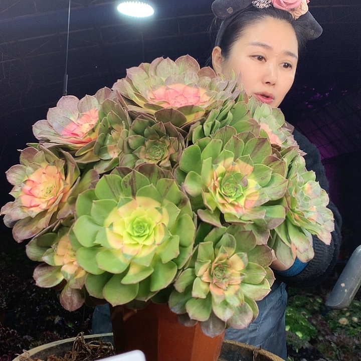 柒柒精品多肉脱土发货不包断侧枝不包售后S621