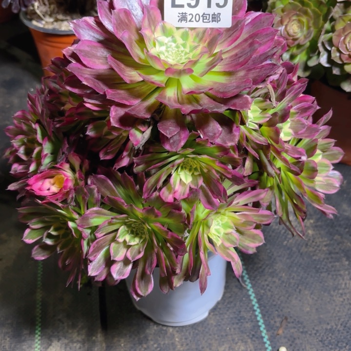 瑞妈一物一拍 915