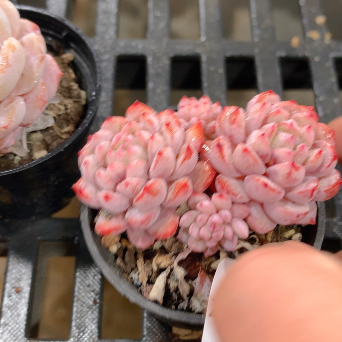 肉萌萌拇指盆精控多肉ZK333