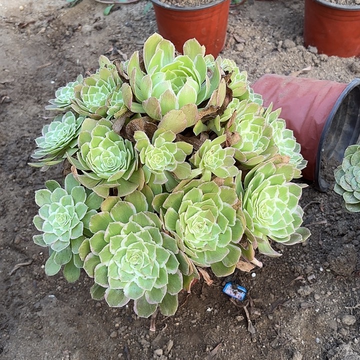 ୧***辰多肉植物万花筒34