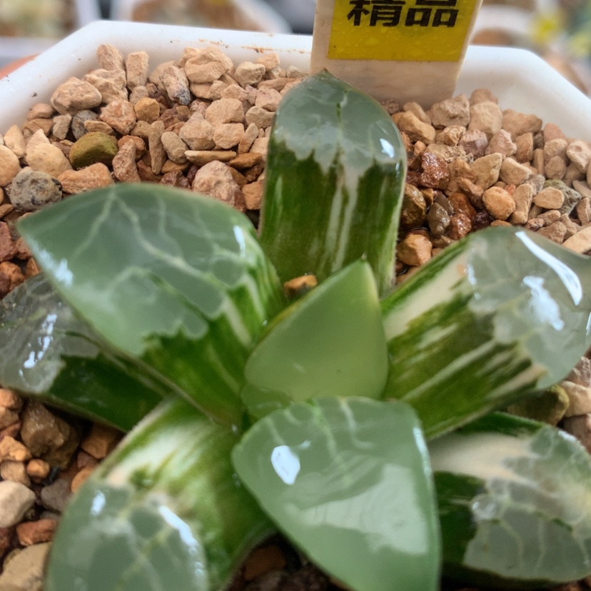 【闪购商品】293凤凰