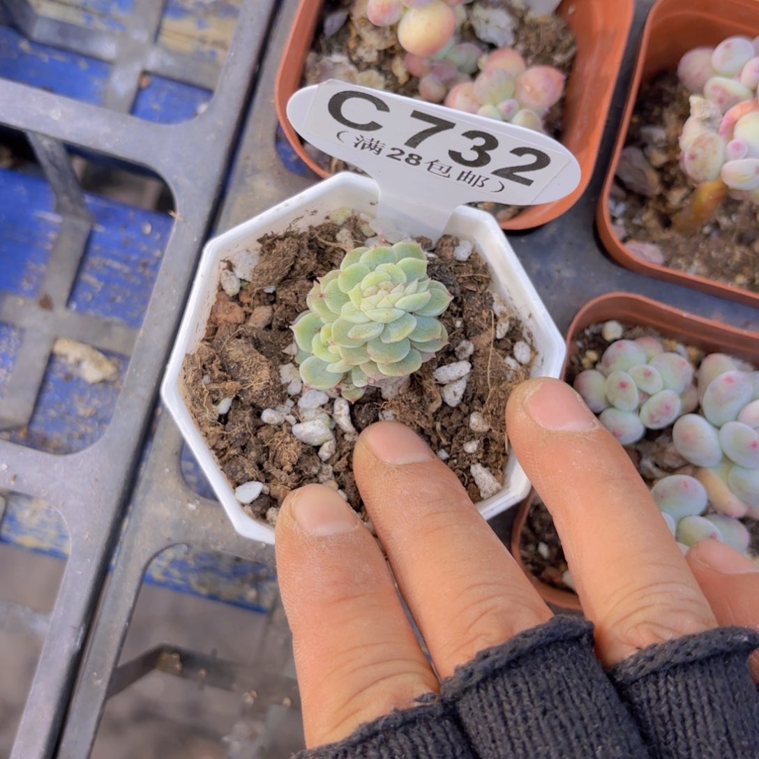 C732白练缀一物一拍