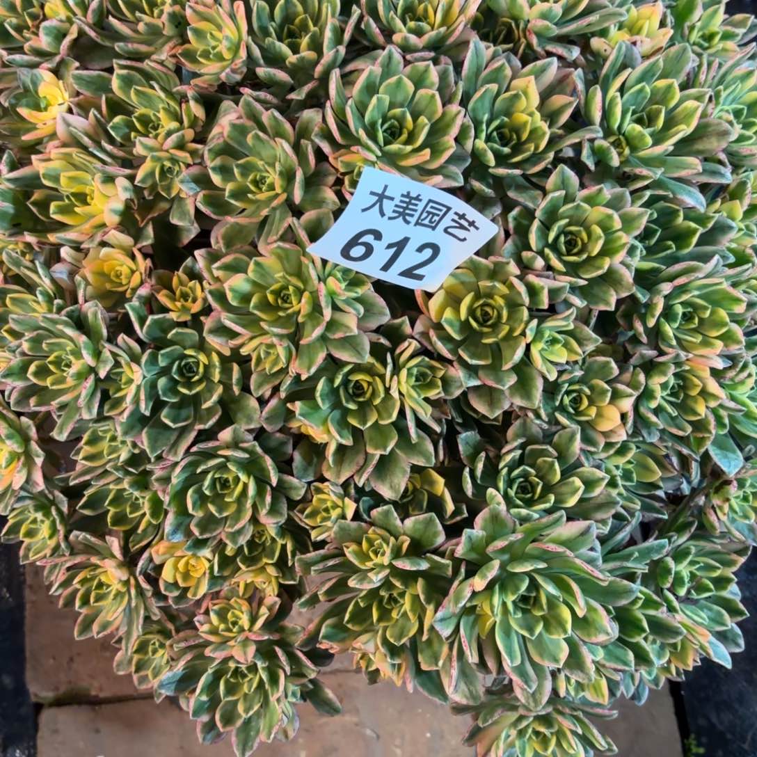 小***子甜茶老桩612肉肉肉肉肉