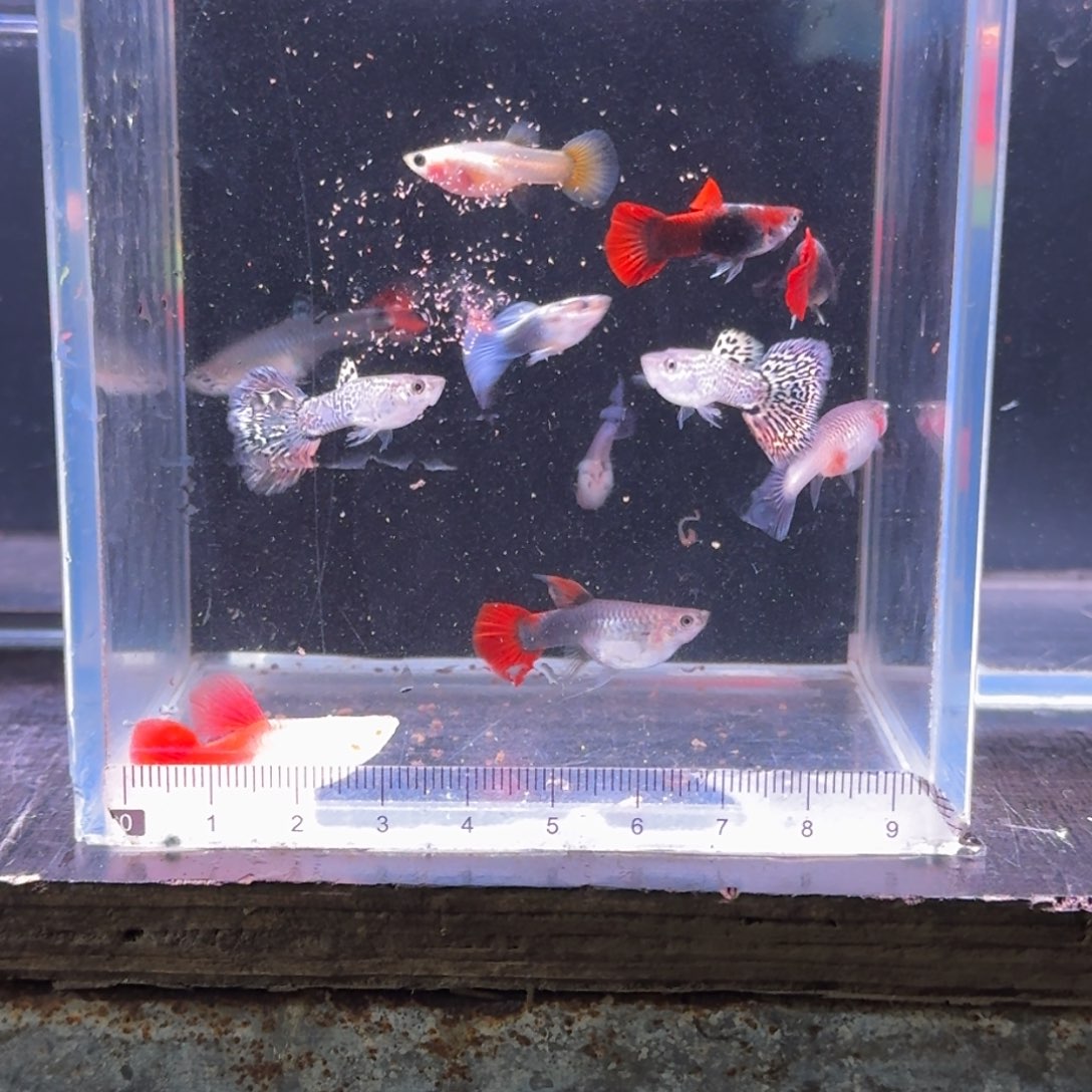 孔雀鱼练手全家福10条