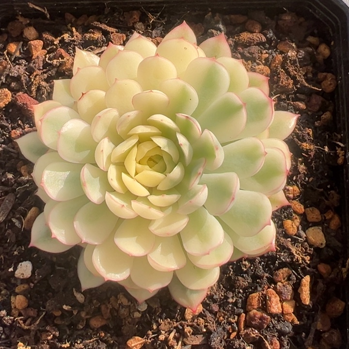 梦幻玫瑰锦一物一拍锦龙