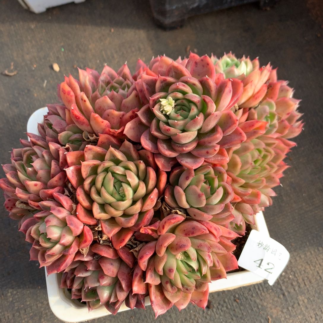 42新年快乐发发发发发发发