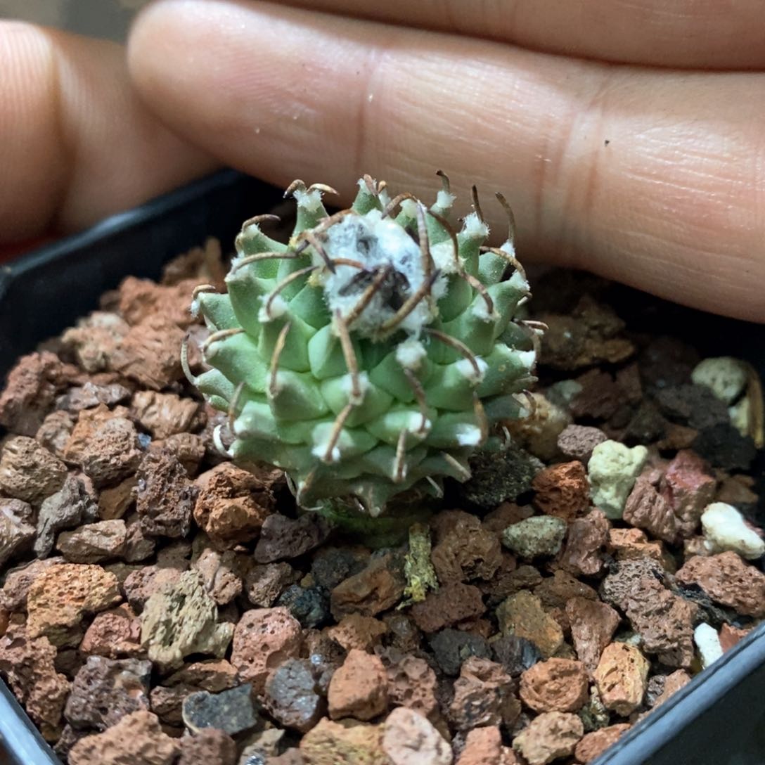 孤品实生完美品相安德森娇丽2.5cm仙人球