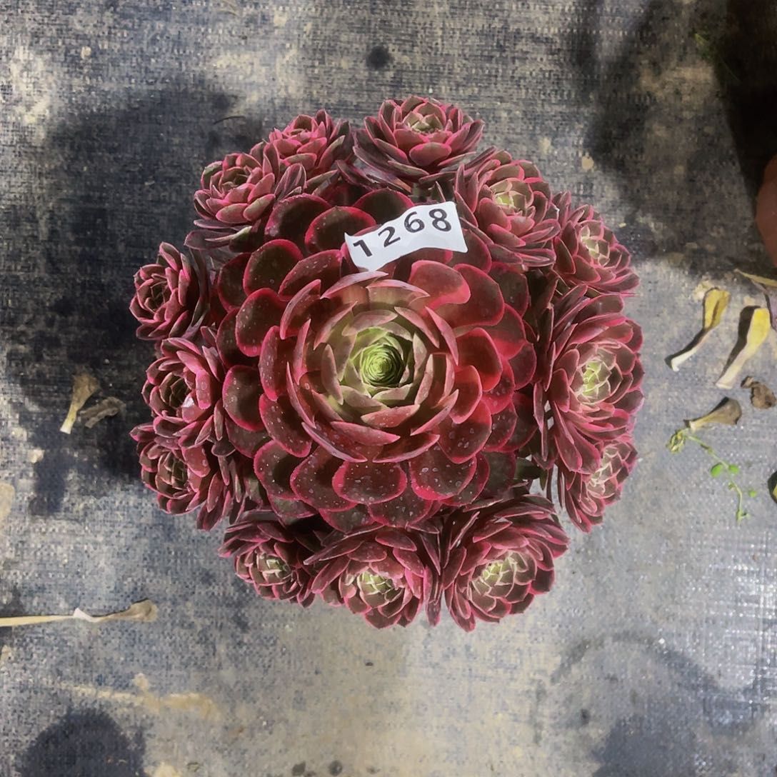 粉花妖1268福利嫩庄