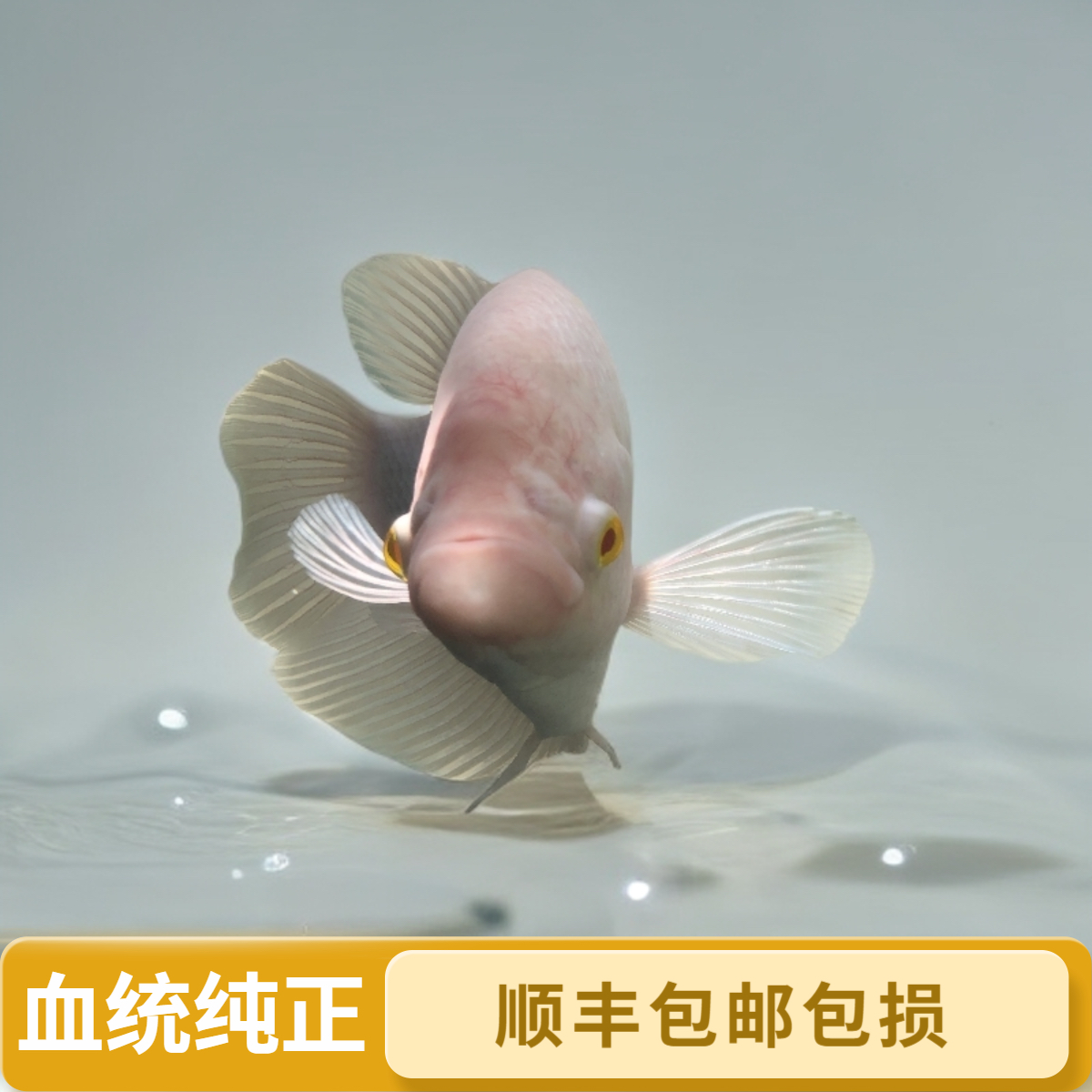 热带观赏鱼红眼招财鱼战船鱼古代发财鱼风水鱼活体包邮