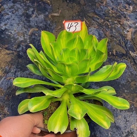 燕姿中斑老桩法师43