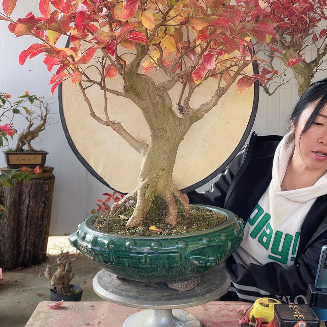 陈***平无花朵紫薇紫薇紫薇紫薇