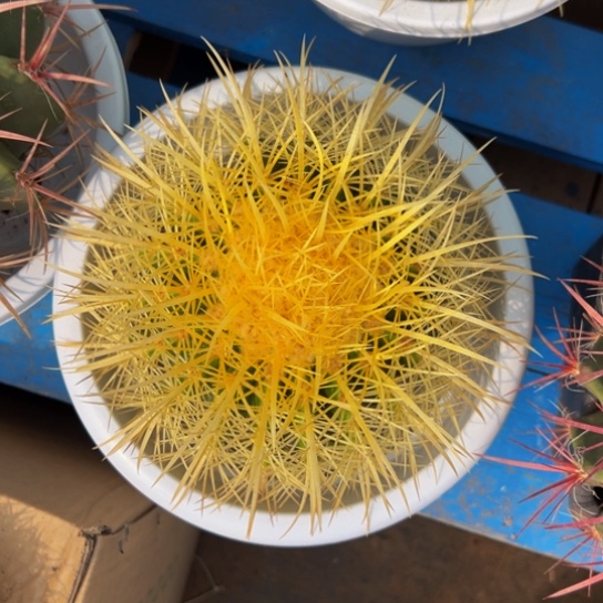 墨西哥怒刺（黄金美虎）精品