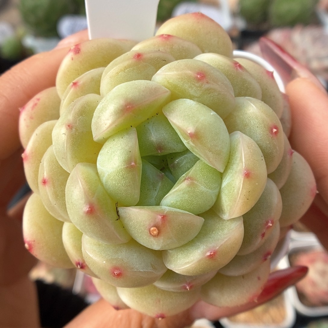 熊猫珍妮可拍367号。    