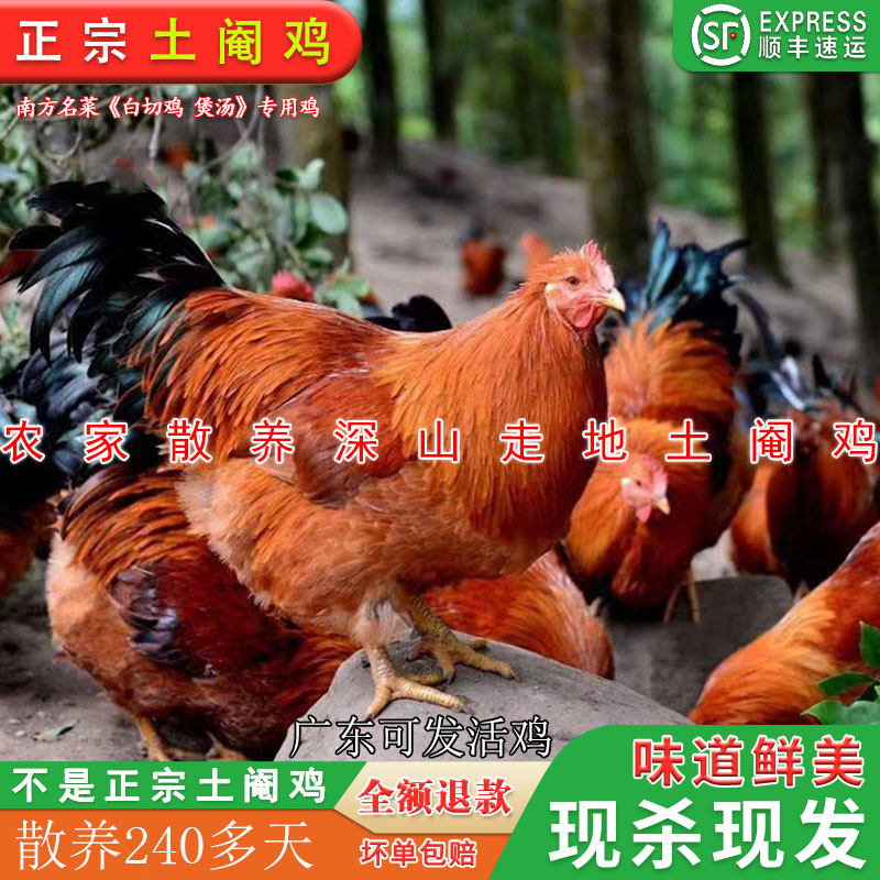 广东阳春正宗农家散养大扇土阉鸡太监跑山走地白切鸡肉新鲜现杀