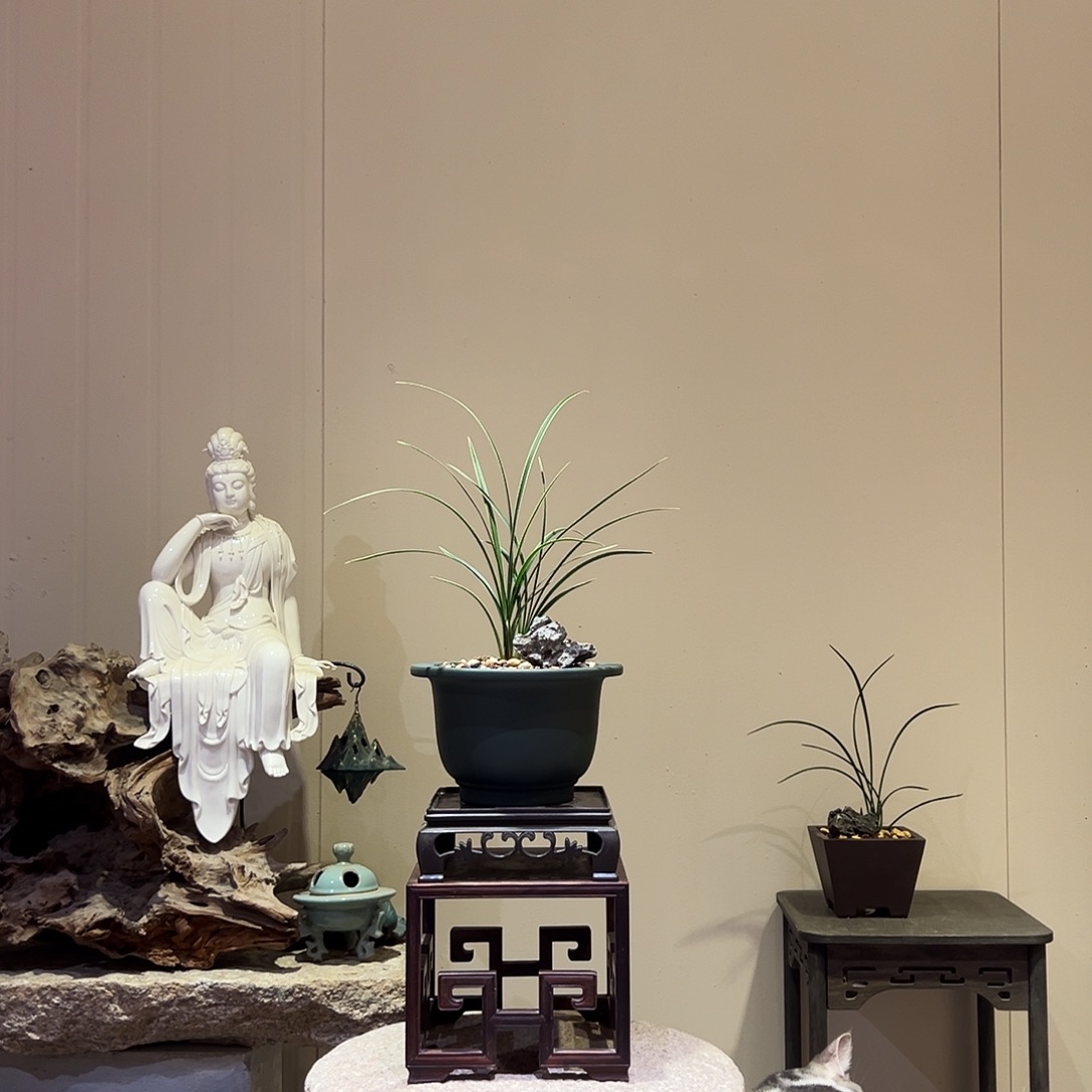 大部分花苞少量开放皎月