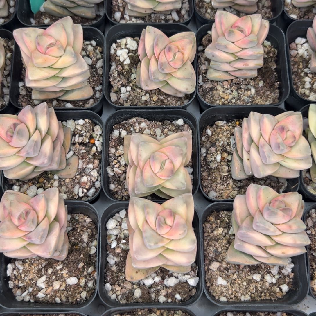 从前慢花园多肉精选编号1.3季之川锦