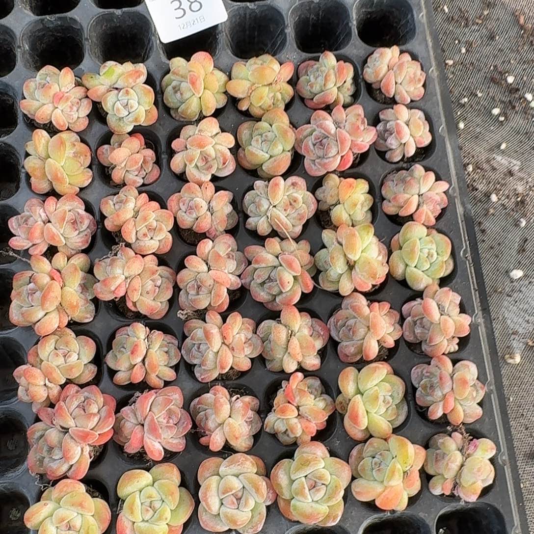 38 号到手1框一物一拍