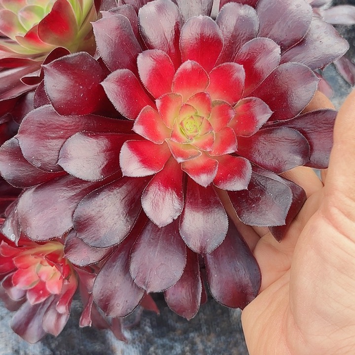 多肉植物红日1159