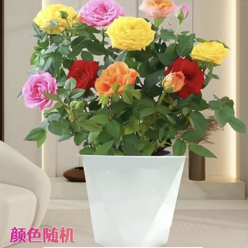 【混色带花苞】多颗扦插带花苞发货 南北方种植 盆栽地栽月季花苗