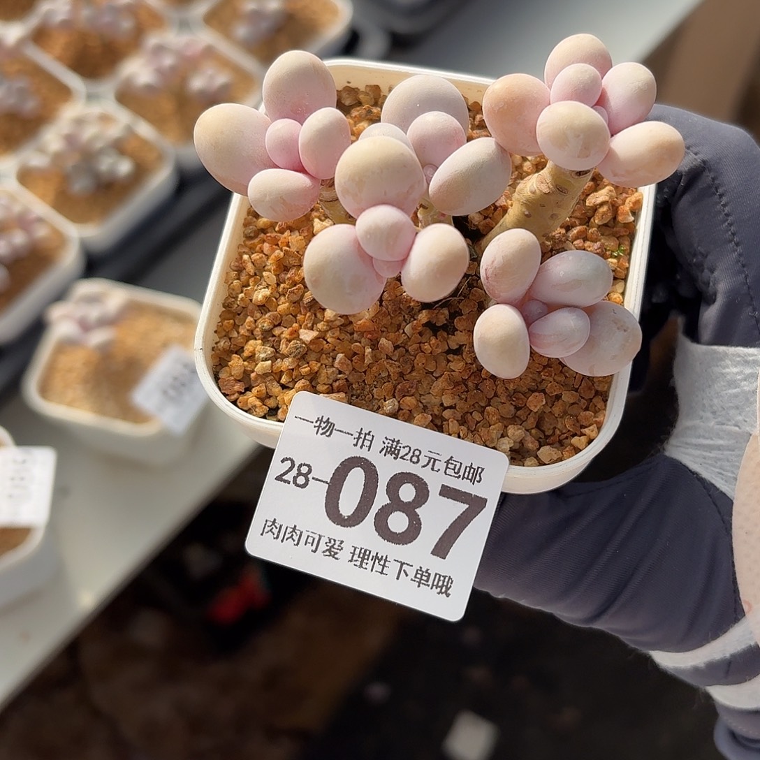 奶酪无盆无发货无