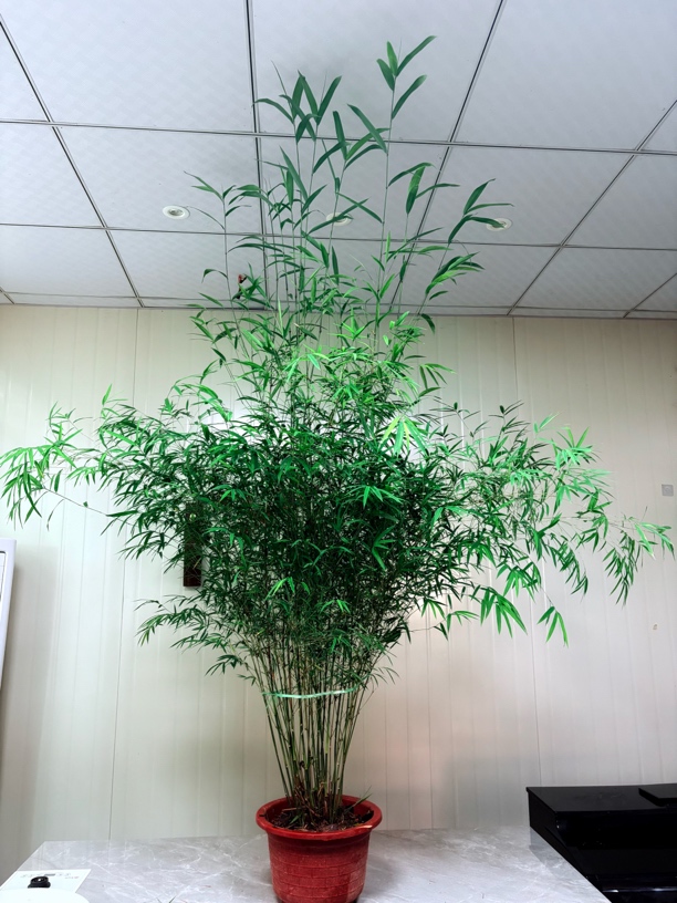 内门竹超大丛林顺丰包邮南天竹