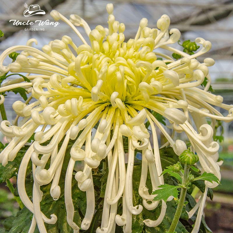 种花王大爷 传统大菊140#盆栽庭院种植耐热耐寒爆花独本菊花期长