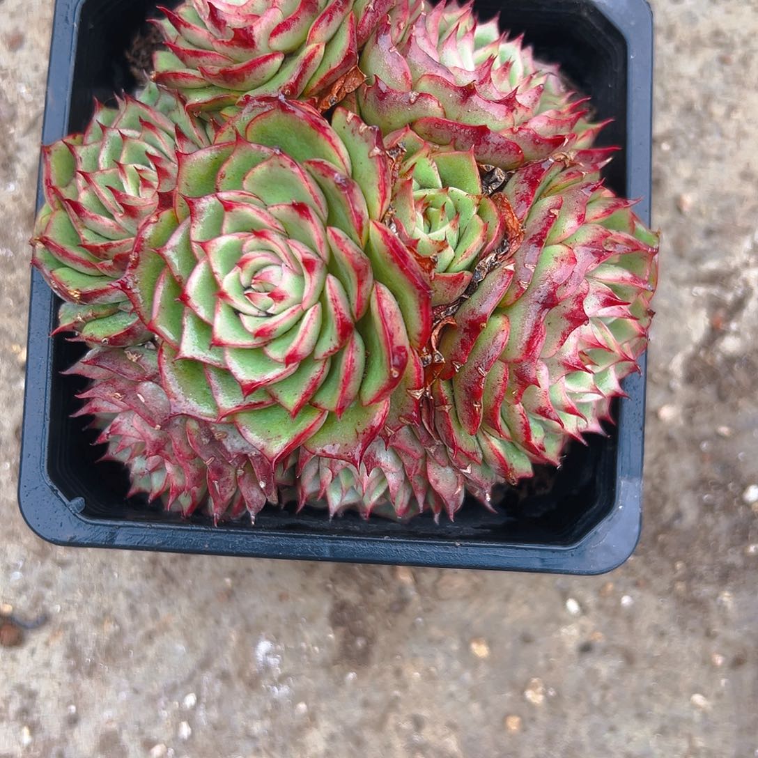 勤***卡迪丝24568998643222