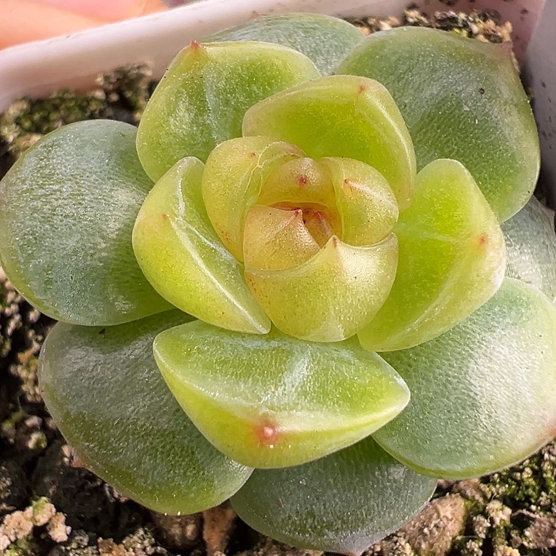 风花雪月孤品定繁