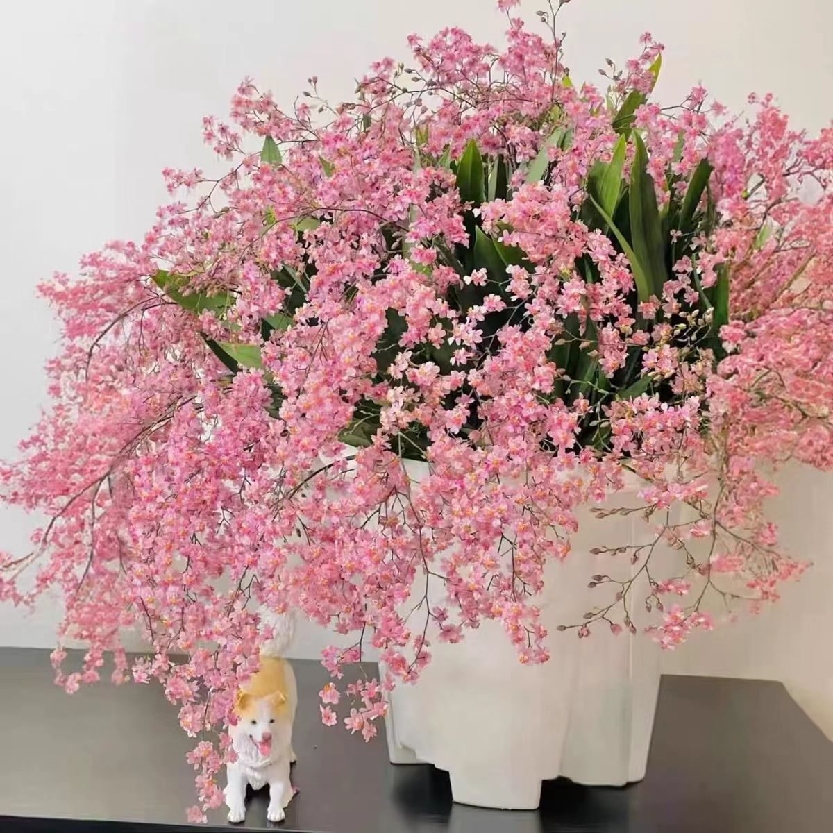 特A级浓香型室内易养护【光宗粉】梦香兰文心兰花卉盆栽