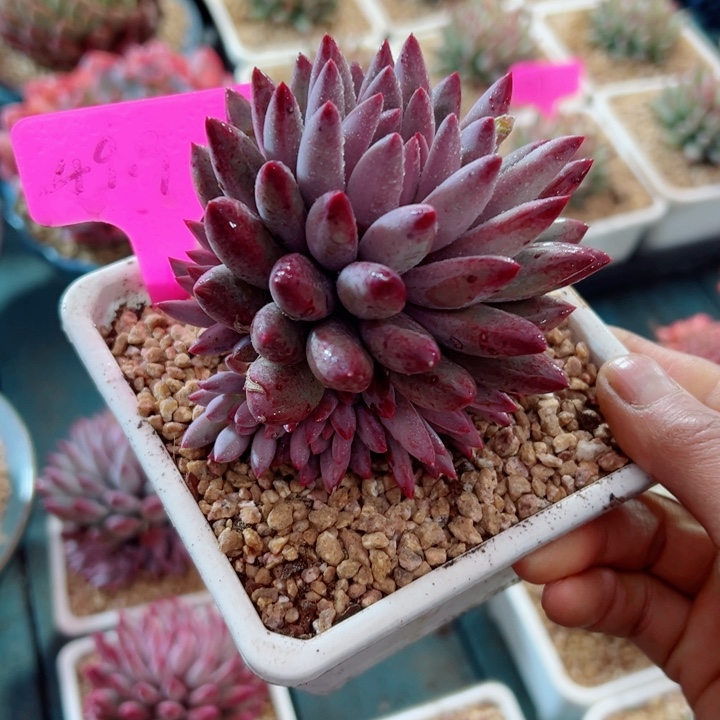 精品多肉植物老桩