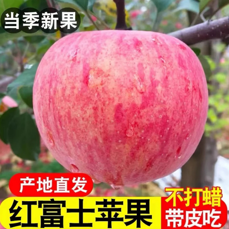 【坏果包赔】正宗陕西红富士苹果脆甜多汁苹果产地直发新鲜水果zwl