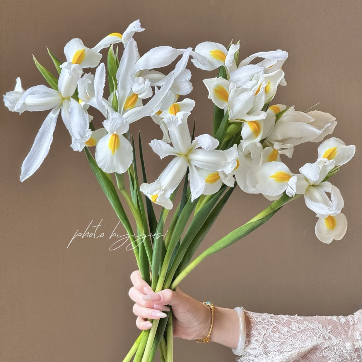 鸢尾花 iris 春日鲜花