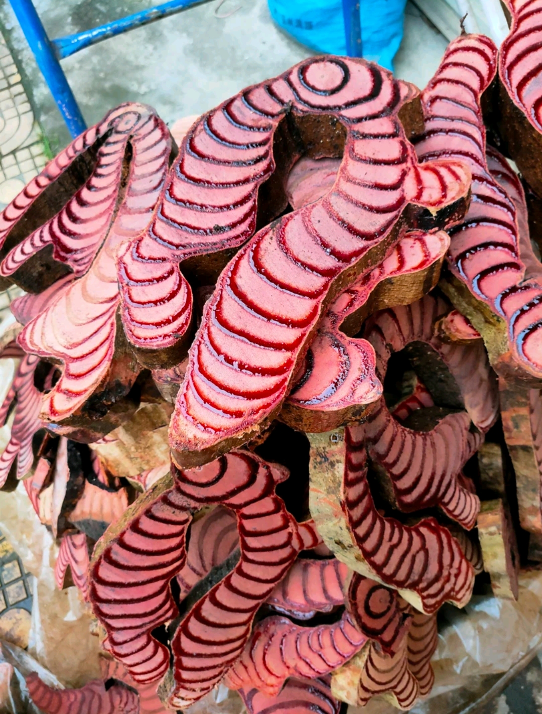 广西正宗八十年新鲜湿的鸡血藤