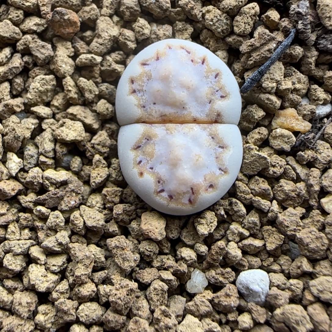 451生石花大棚直播