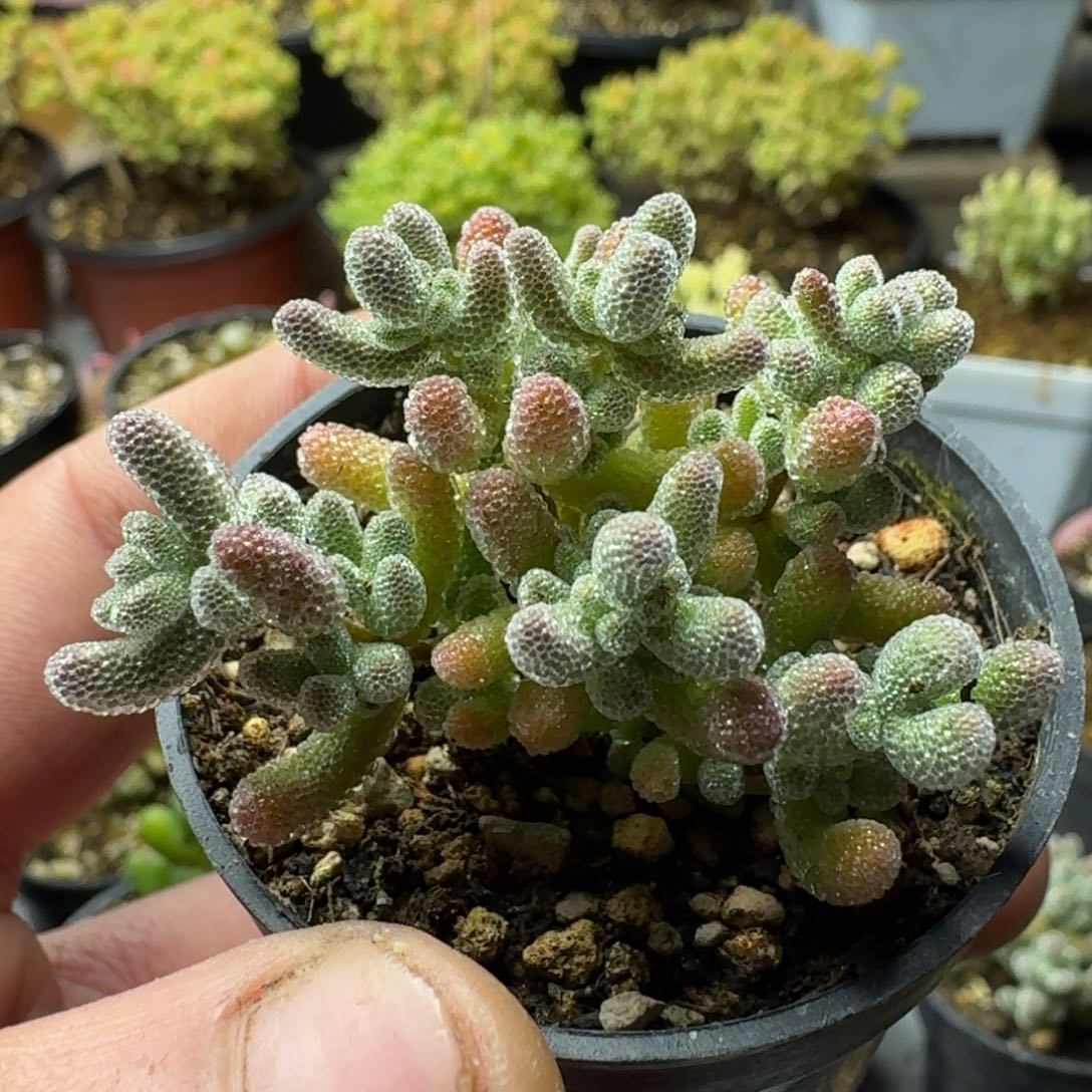 冰晶 多肉植物枝干