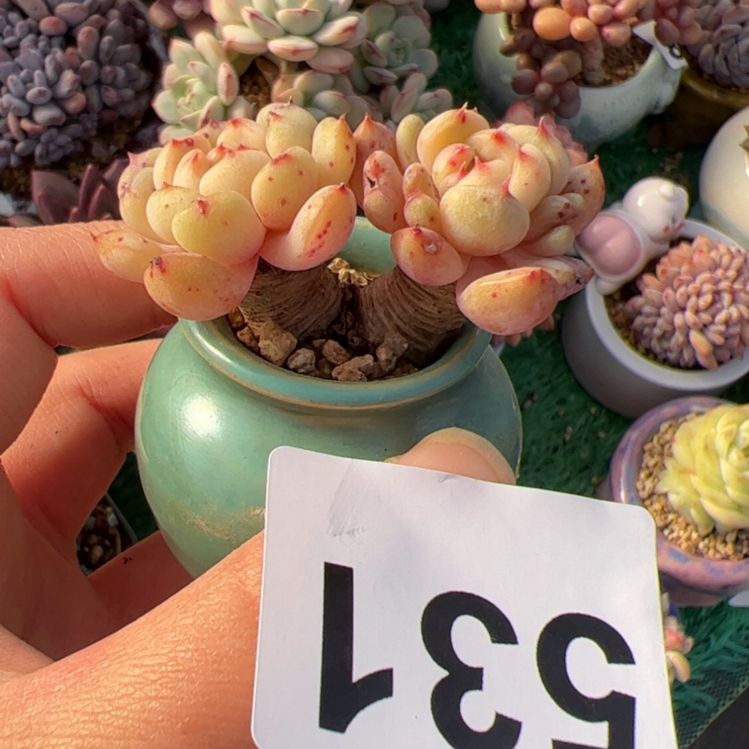 巧***_531 带盆多肉植物组合盆栽