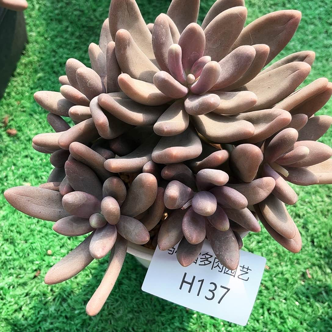 糖果137号码一个人的