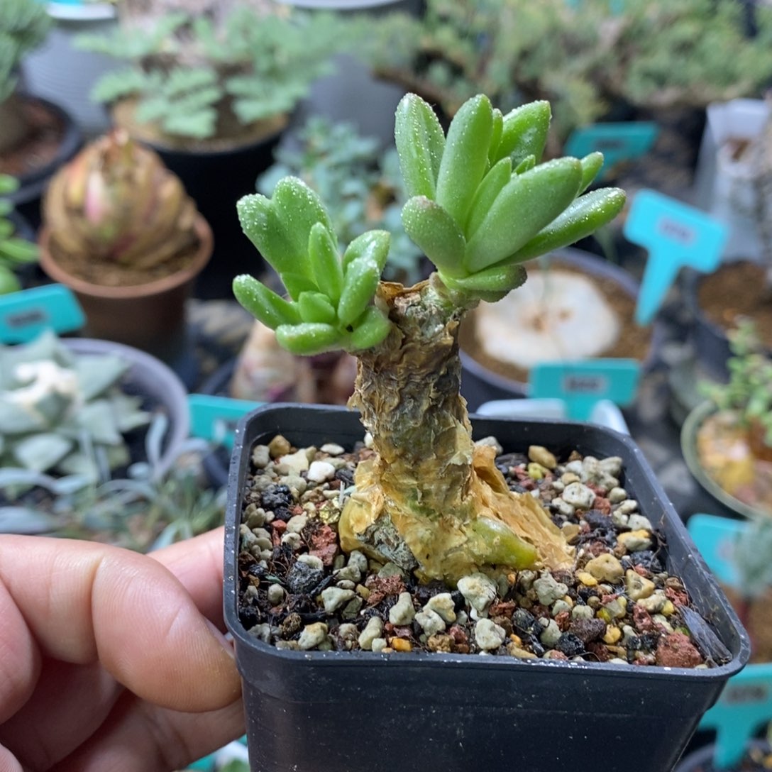 蔓锦产地多肉植物一个