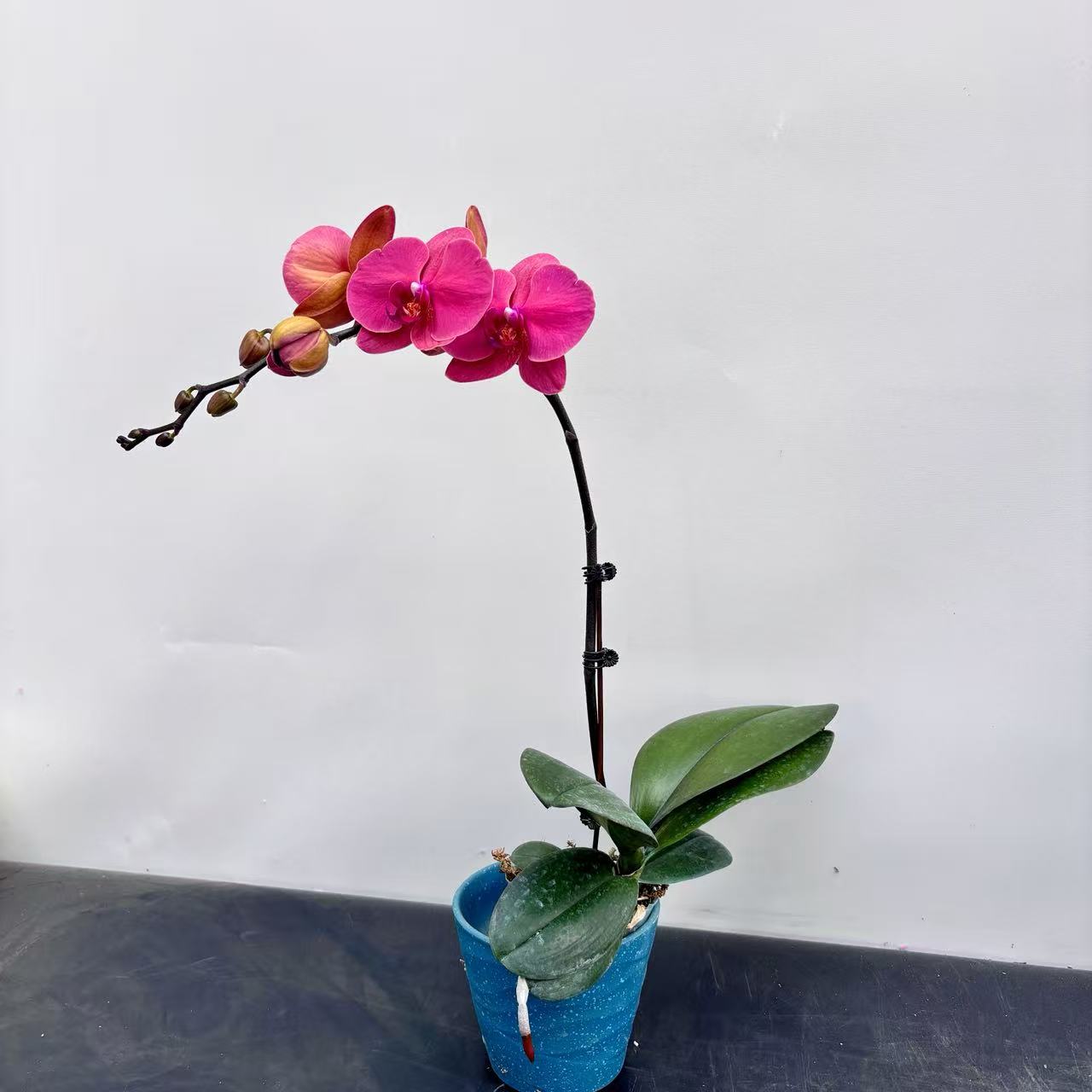 【沙糖橘】3.0寸 精品蝴蝶兰 开花带花苞 花卉基地直发