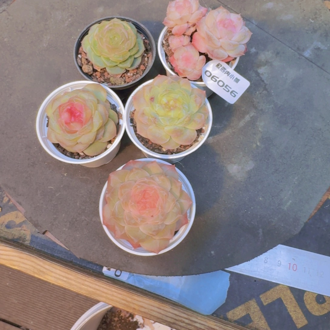 芒***朵多肉植物杂交加一颗06056