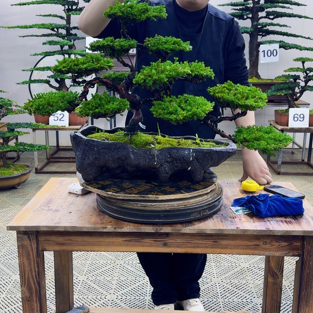 无花朵柏树造型盆景