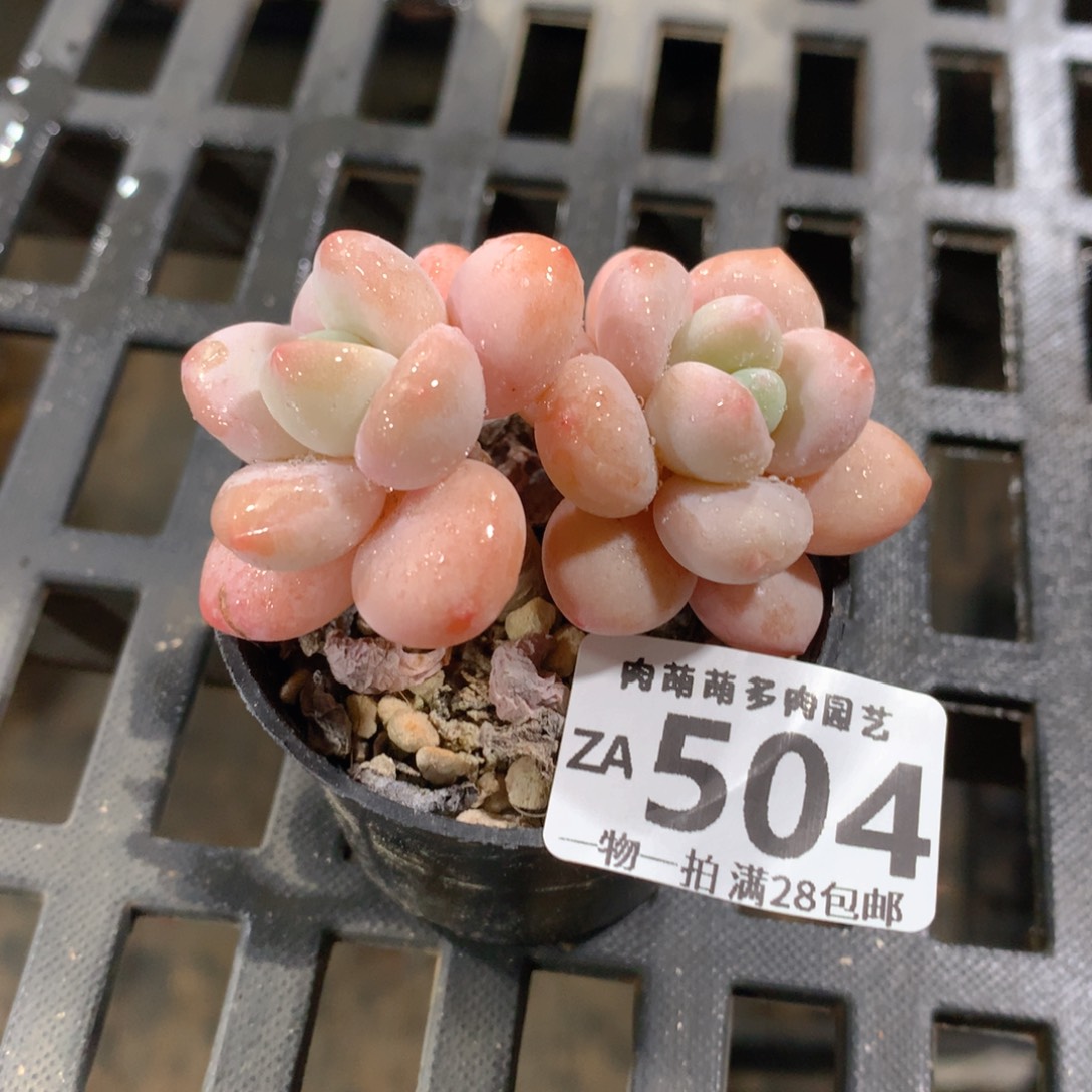 肉萌萌拇指盆精控多肉ZA504