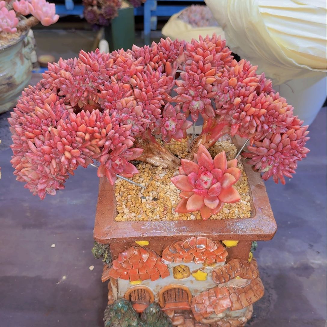 约*多肉植物的生长发育