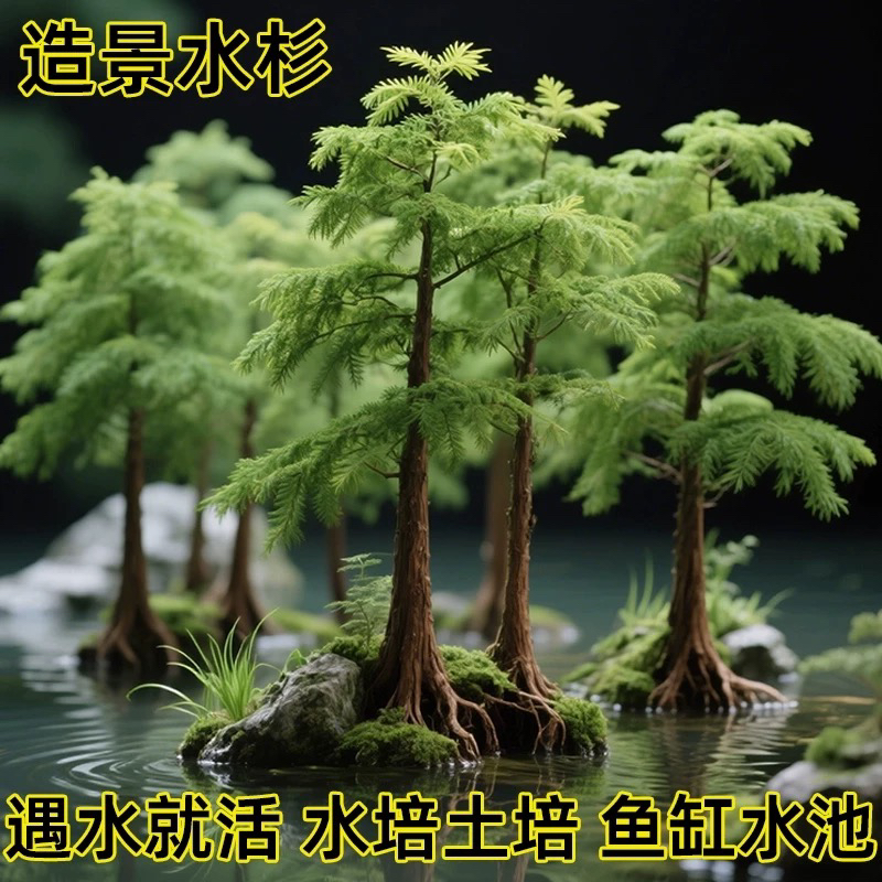 水杉小苗鱼缸造景高度50厘米至60厘米