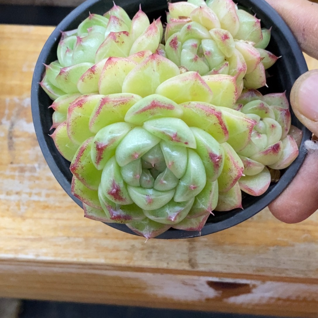 精品多肉一物一拍不包整212