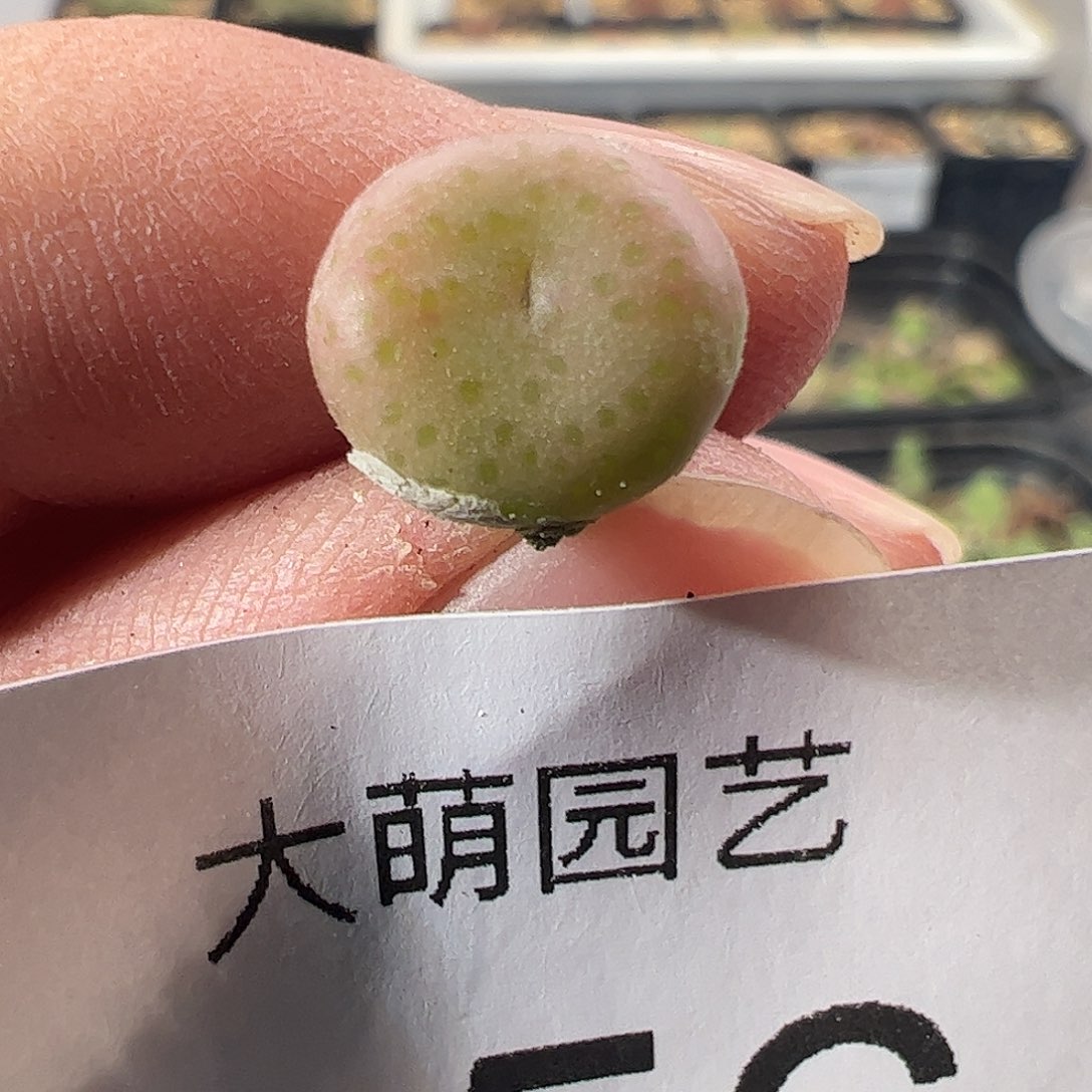 一物一拍SB1197史莱克356