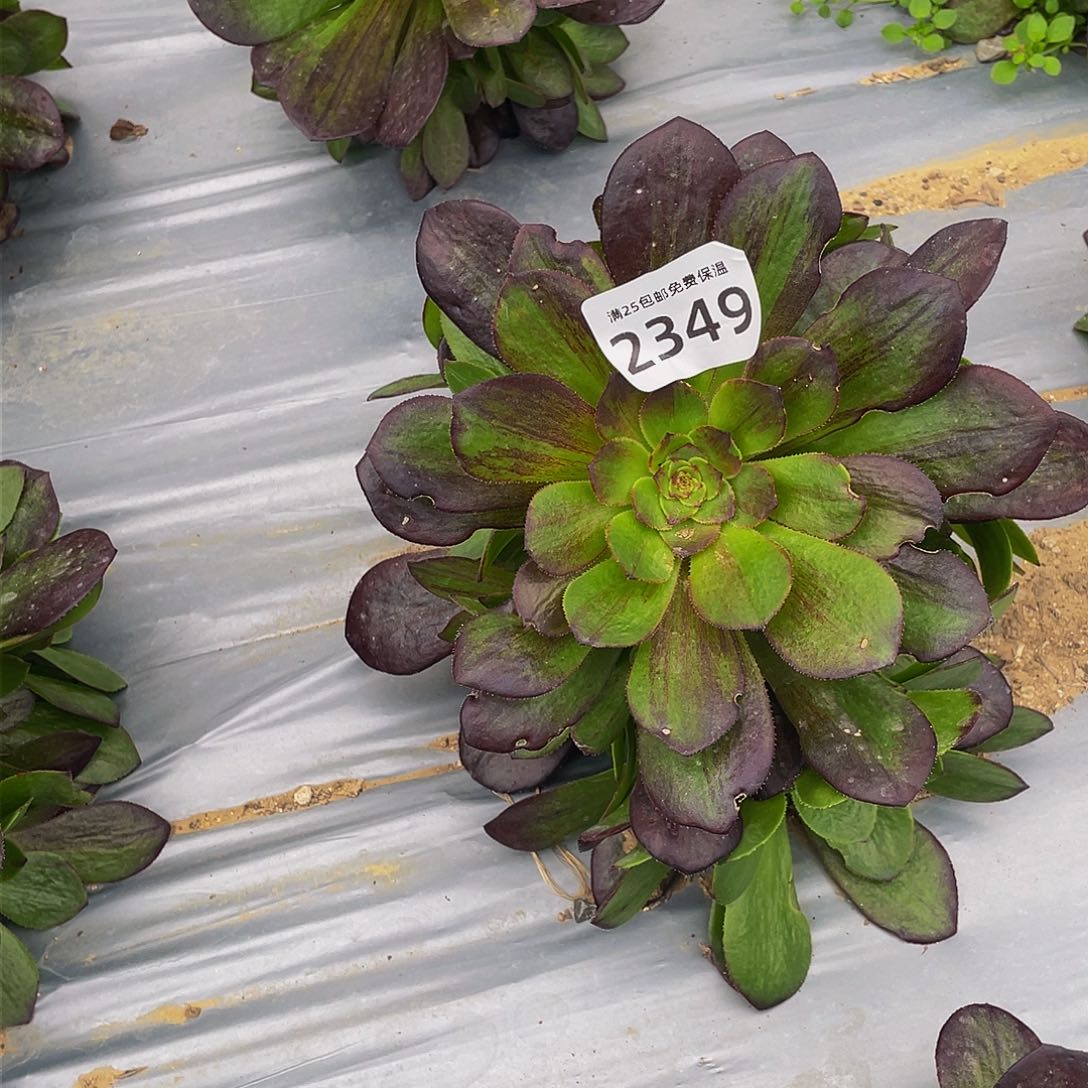 2349花月夜多肉植物